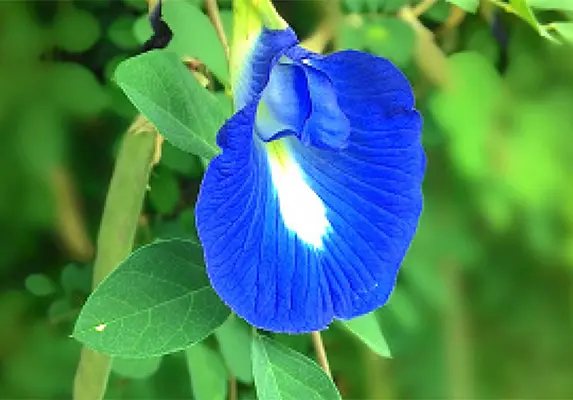 China Butterfly Pea Whole/ Cut/ Powder/ Extract