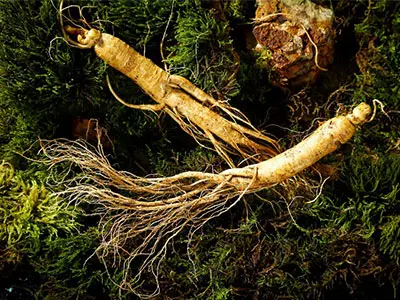 The Effects of Ginseng Extract