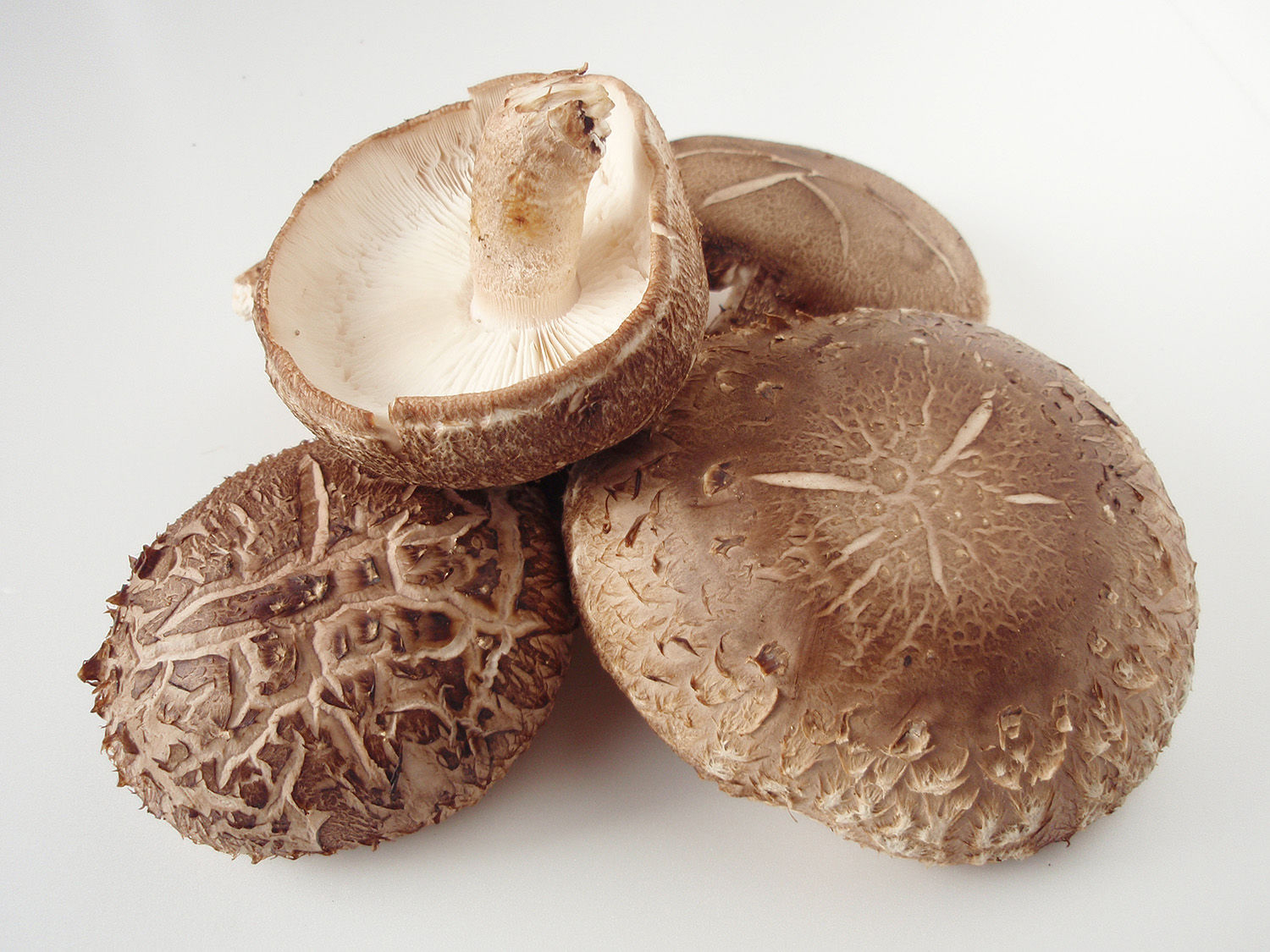 Antiviral Effect of Shiitake Mushroom Extract
