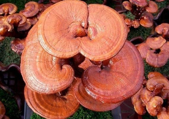 Can Reishi Extract Boost the Body's Immunity?