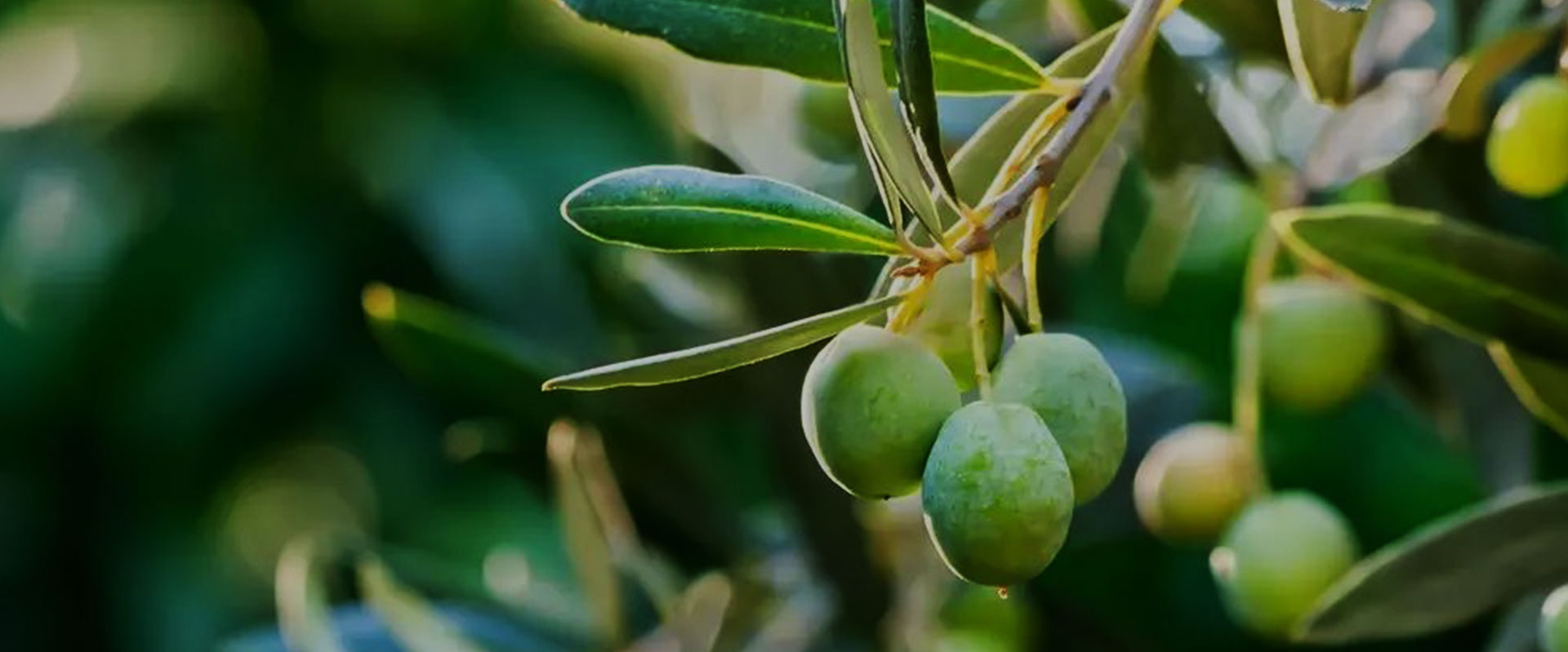 How Olive Tree Started to Cultivate in China?