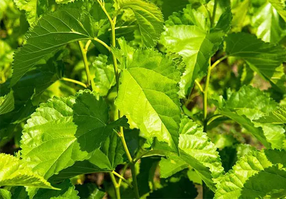 Mulberry Leaf Extract