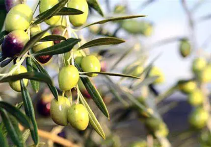 Olive Leaf Extract