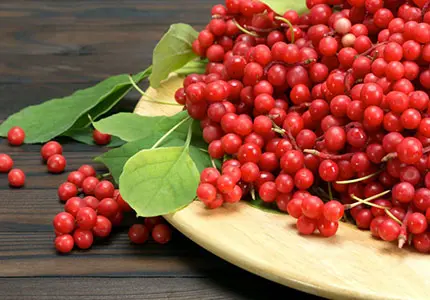 Schisandra Extract