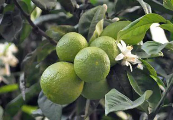 Citrus Extract