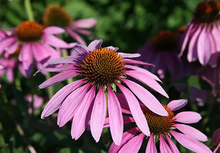 echinacea extract factory