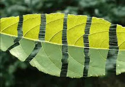 Eucommia Leaf Extract