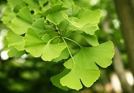 Ginkgo Biloba Extract