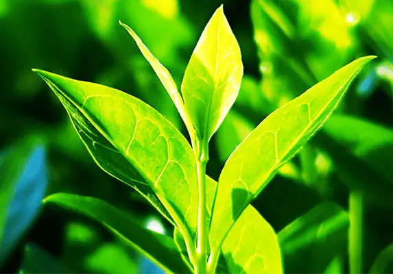 Green Tea Extract