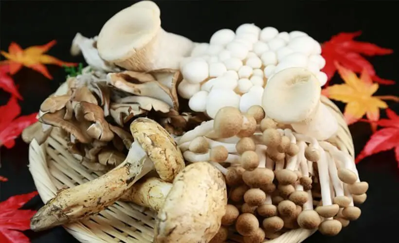 Organic Mushrooms Whole / Powder / Extract
