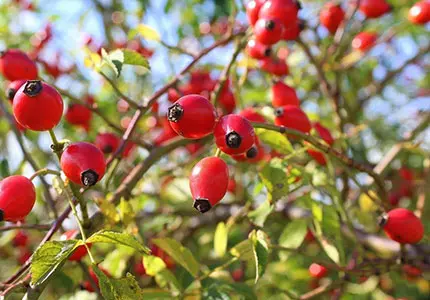 Rose Hip Extract