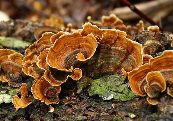 Trametes Whole/ Cut/ Powder/ Extract