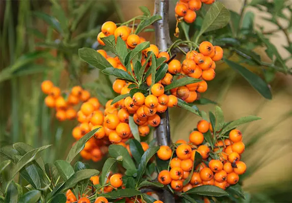 Organic Sea Buckthorn Juice Powder