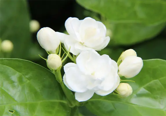 Jasmine Flower Whole/ Cut