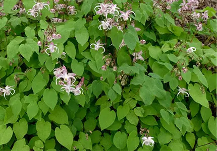 Epimedium Cut/ Extract