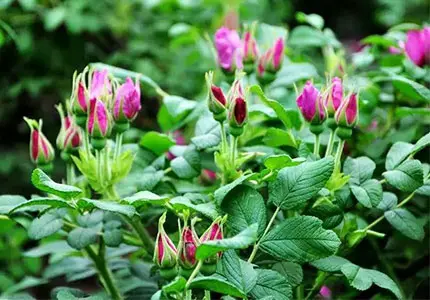 Rosebuds Whole/ Rose Petal Powder