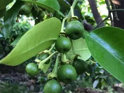 Bioflavonoids in Citrus Extract
