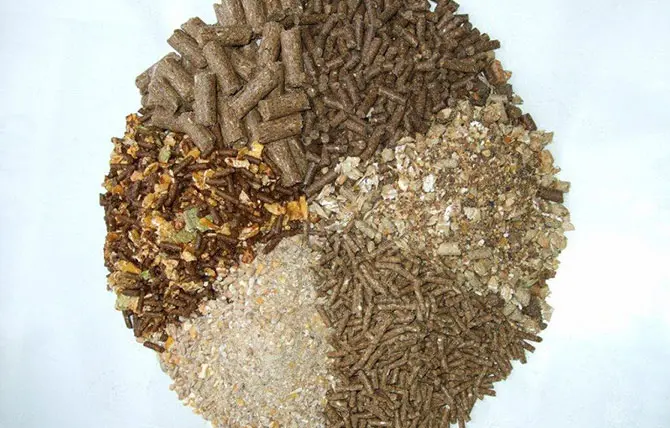 Botanical Extract in Animal Feed Benefits