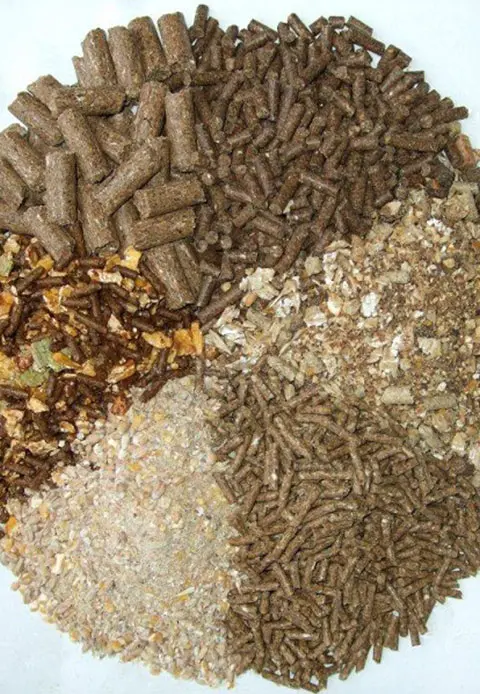 Botanical Extracts in Animal Feed