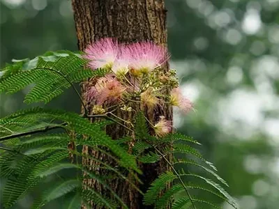 Albizia Julibrissin