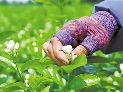 Being Deeply Attracted By The Fragrance Of The Jasmine Flower Arriving At Our Factory Lately!