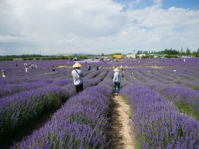 Gorgeous Lavender Farm In Northwest China, New Crop Harvesting Starts Soon Within One Week.