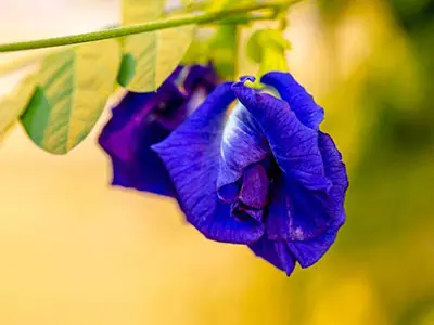 A Major Milestone For The Food Industry-Fda Approves Natural Blue Food Color From Butterfly Pea Flower.