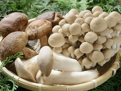 Mushrooms' Effect as Vitamin D Supplements
