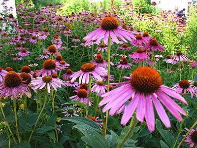The Alkylamides and Cichoric Acids In Echinacea Root