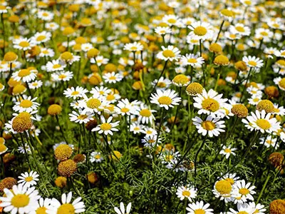 The Demand For Chamomile Supplements Is Popular Than Ever!