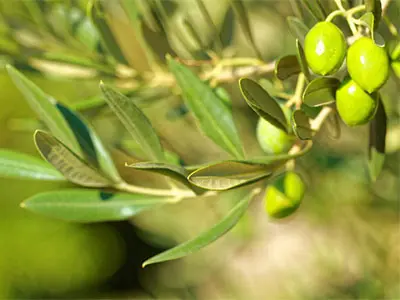 Things You Don't Know About Olive Leaf Extract