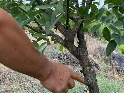 ACE Biotechnology connects to sustainable resource of Sophora flower buds for Quercetin & Rutin production