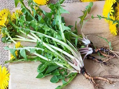 What Are the Benefits of Dandelion Powder?