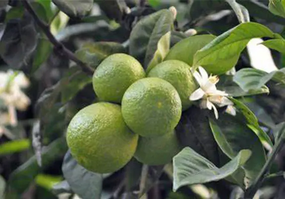 citrus extract supplier