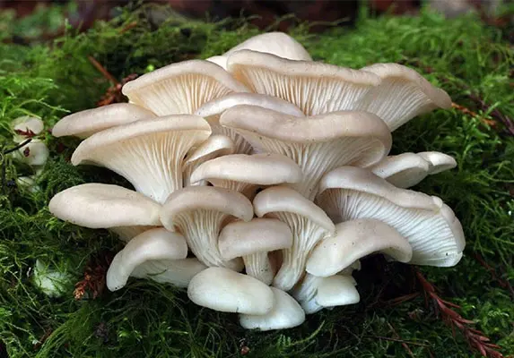 organic oyster mushroom