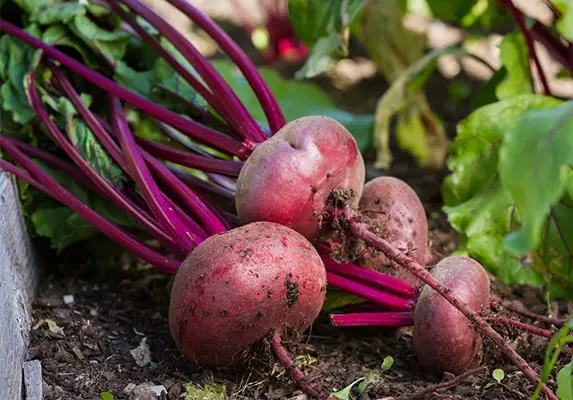 organic beet root powder