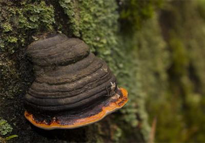 The Ultimate Guide to Finding and Storing Organic Chaga Mushroom Powder