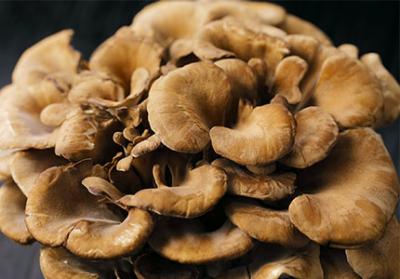 Exploring the Medicinal Benefits of Maitake Mushroom Extract