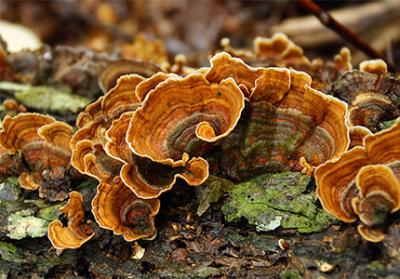 Uncovering the Surprising Health Benefits of Trametes Extract