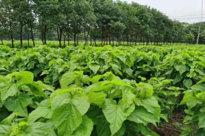 Exploring the Wonders of Herbal Tea Powders: Health Benefits, Common Uses, and Storage Tips