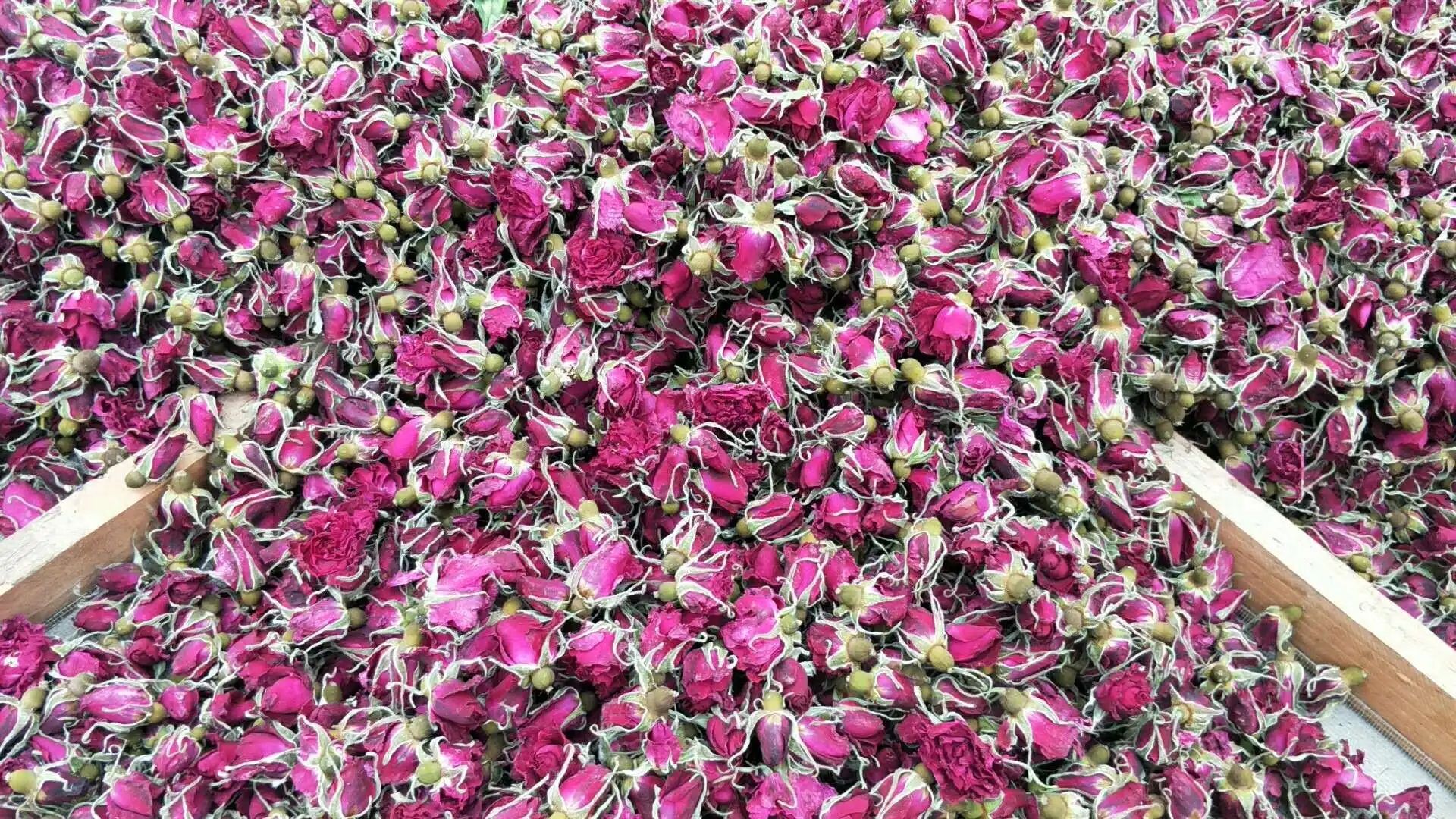 Rose Flower Powder