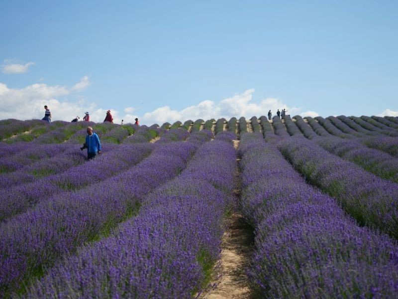 Botanical Extract Company Lavender