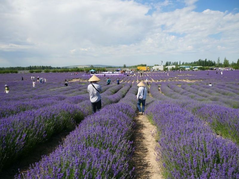 Botanical Extract Manufacturer Lavender