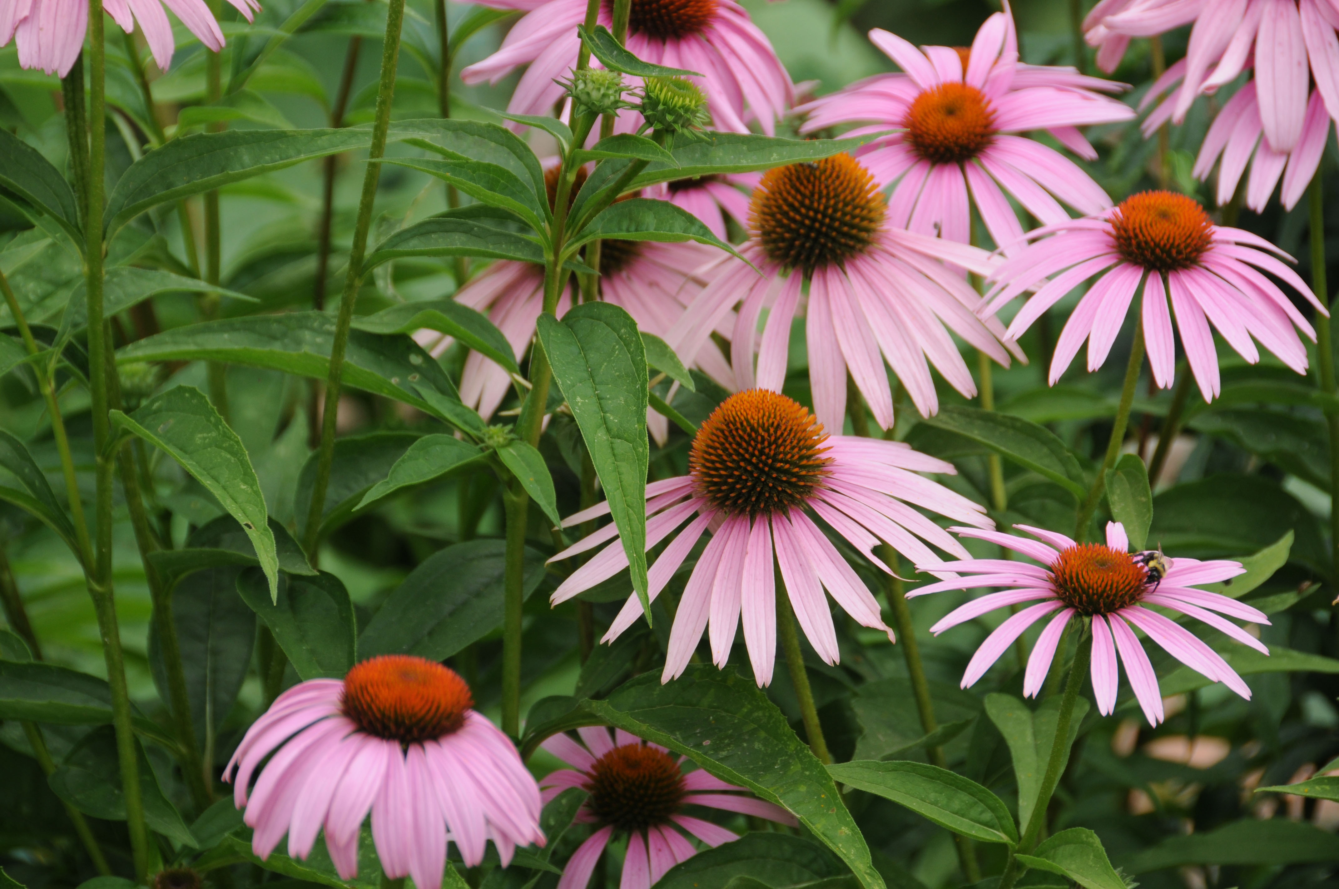 Echinacea Extract Factory Flower Picking
