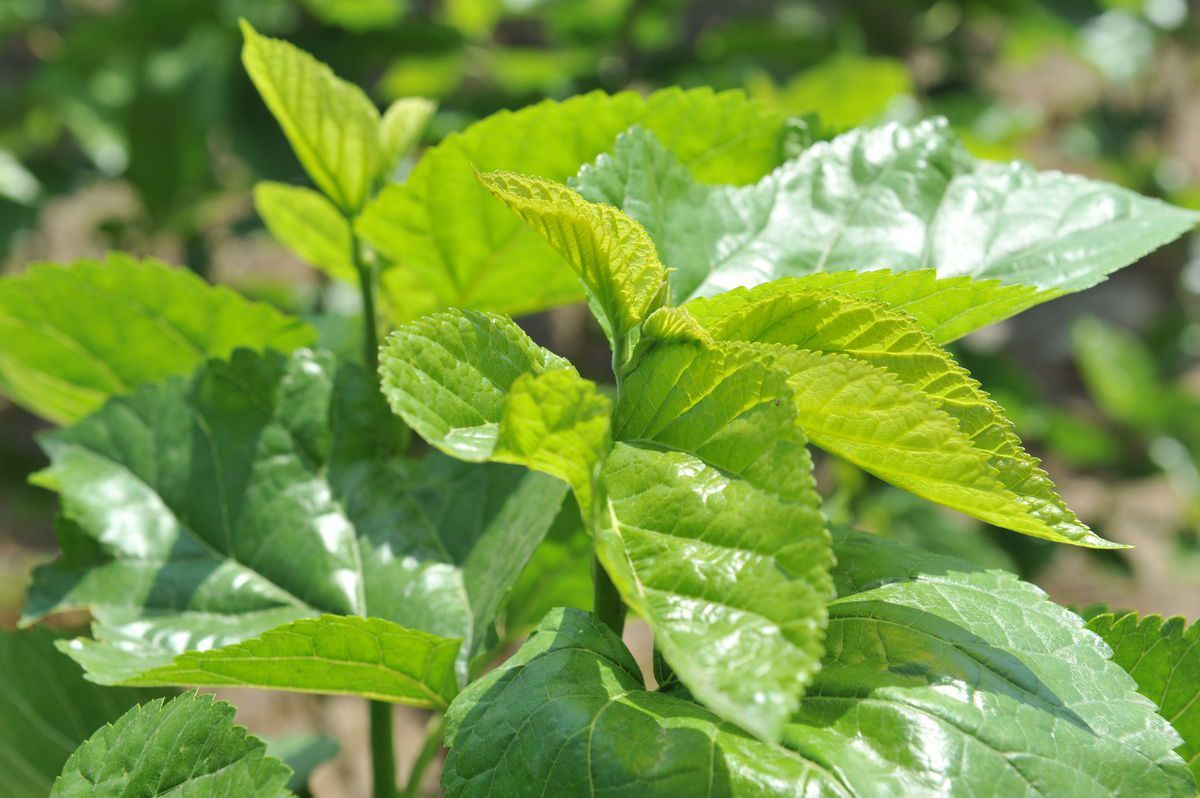 Mmulberry Leaf Extract Company Leaves