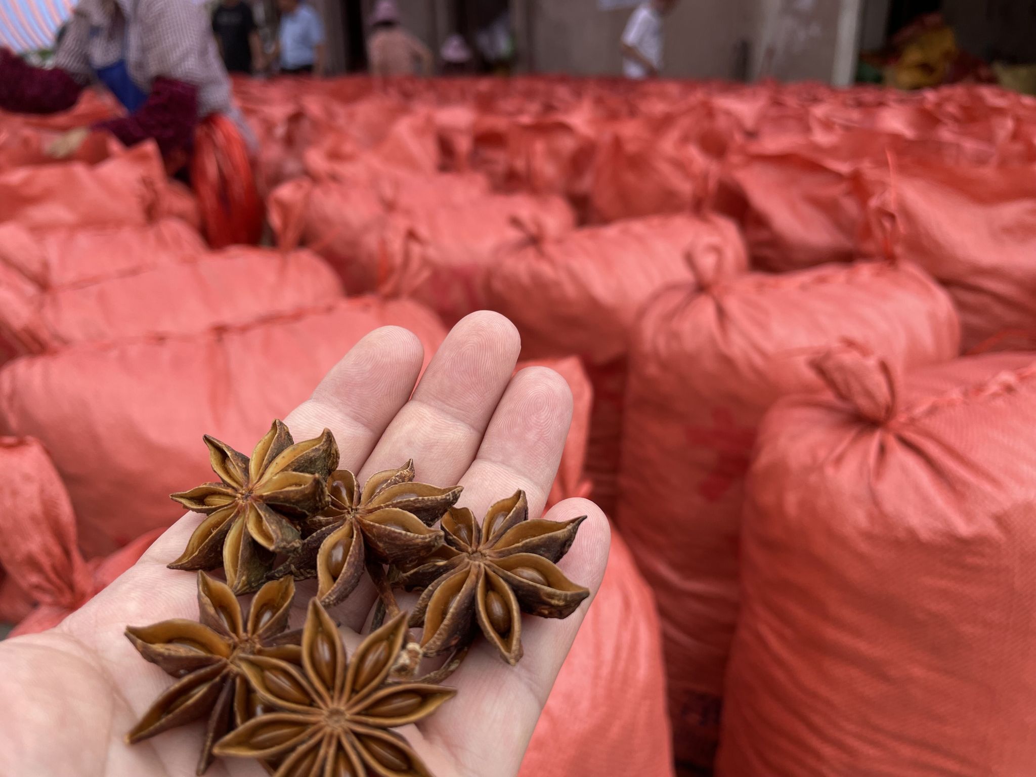 Star Anise Powder