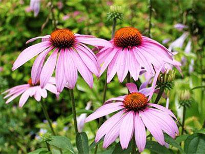 Exploring the Health Benefits of Echinacea Powder: What to Know Before You Buy