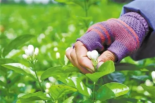 Jasmine Flower Powder