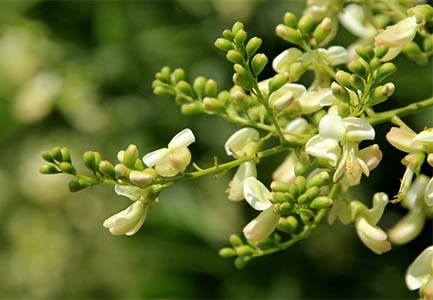 sophora japonica flower extract