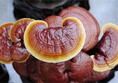 Nutritional Value of Reishi Extract
